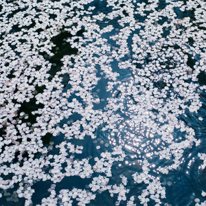 成人黄色在线看
